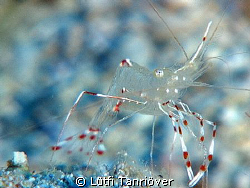 A shrimp from KAS turkey... by Lütfi Tanrıöver 